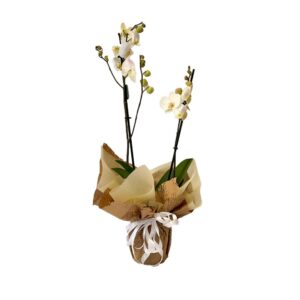 Orchidea Bianca