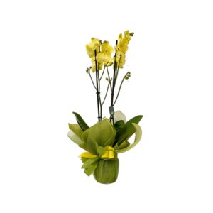 Orchidea Gialla