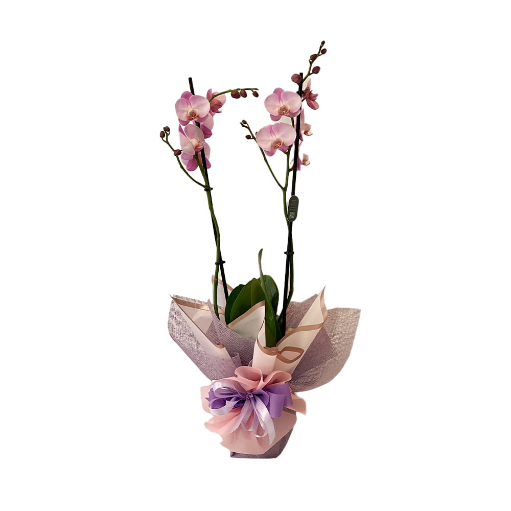 Orchidea Rosa