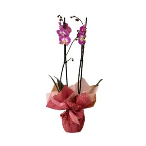Orchidea viola