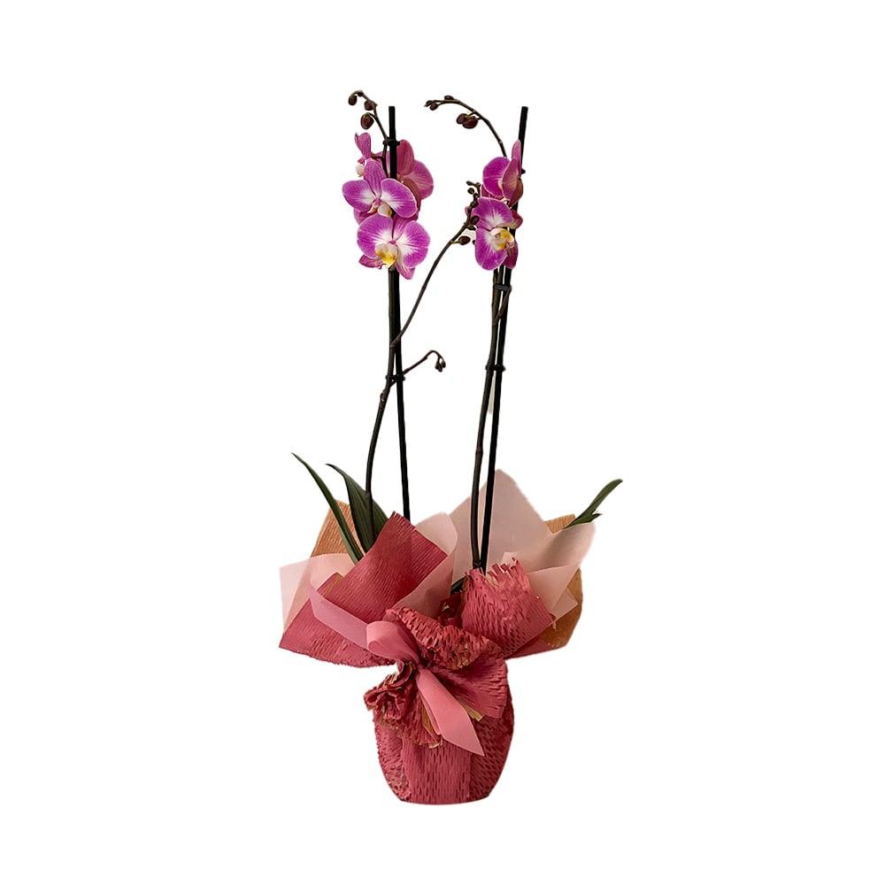 Orchidea viola