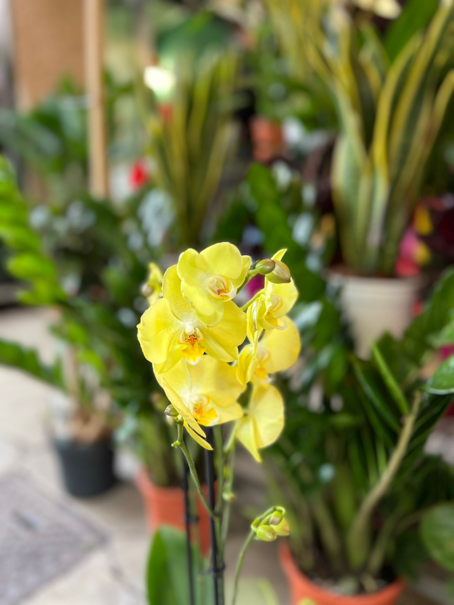 Orchidea Gialla - immagine 2