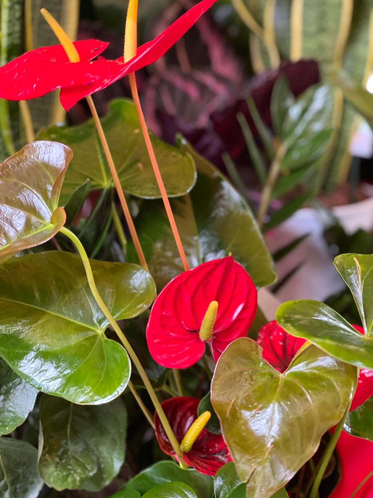 Anthurium - immagine 3