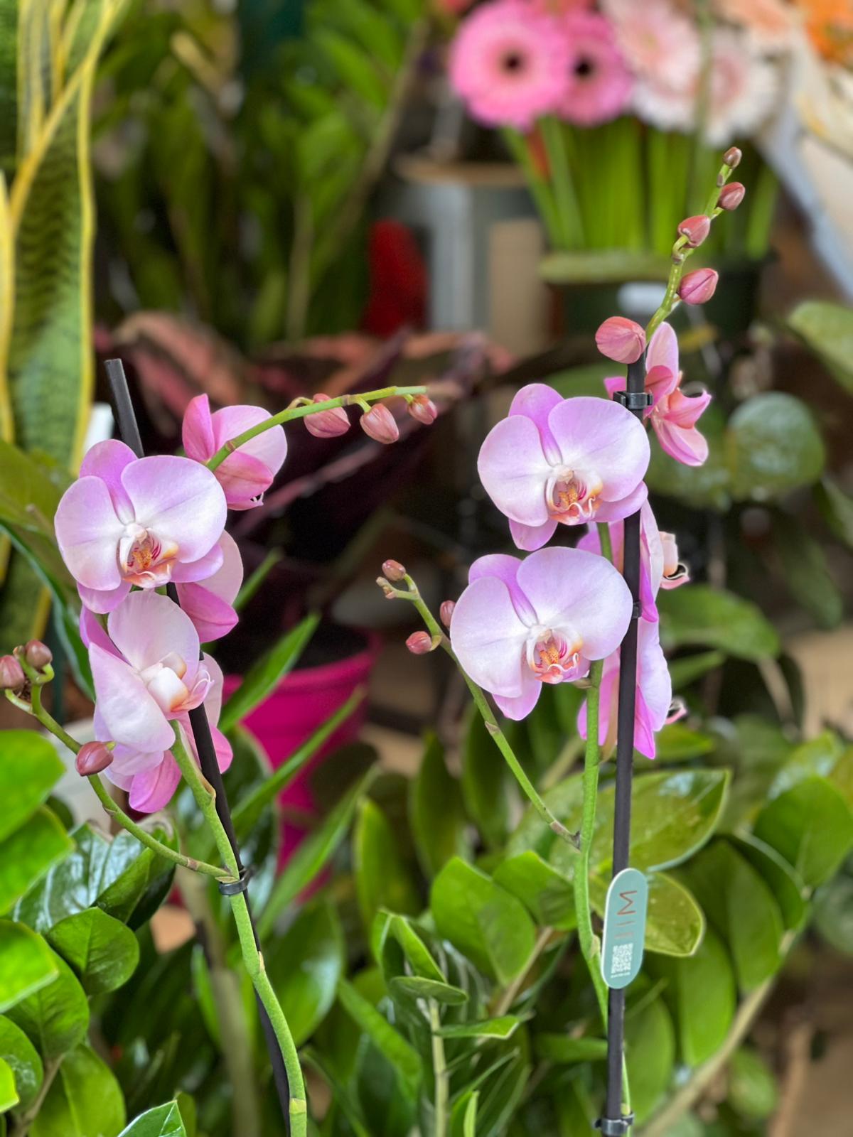 Orchidea Rosa - immagine 3