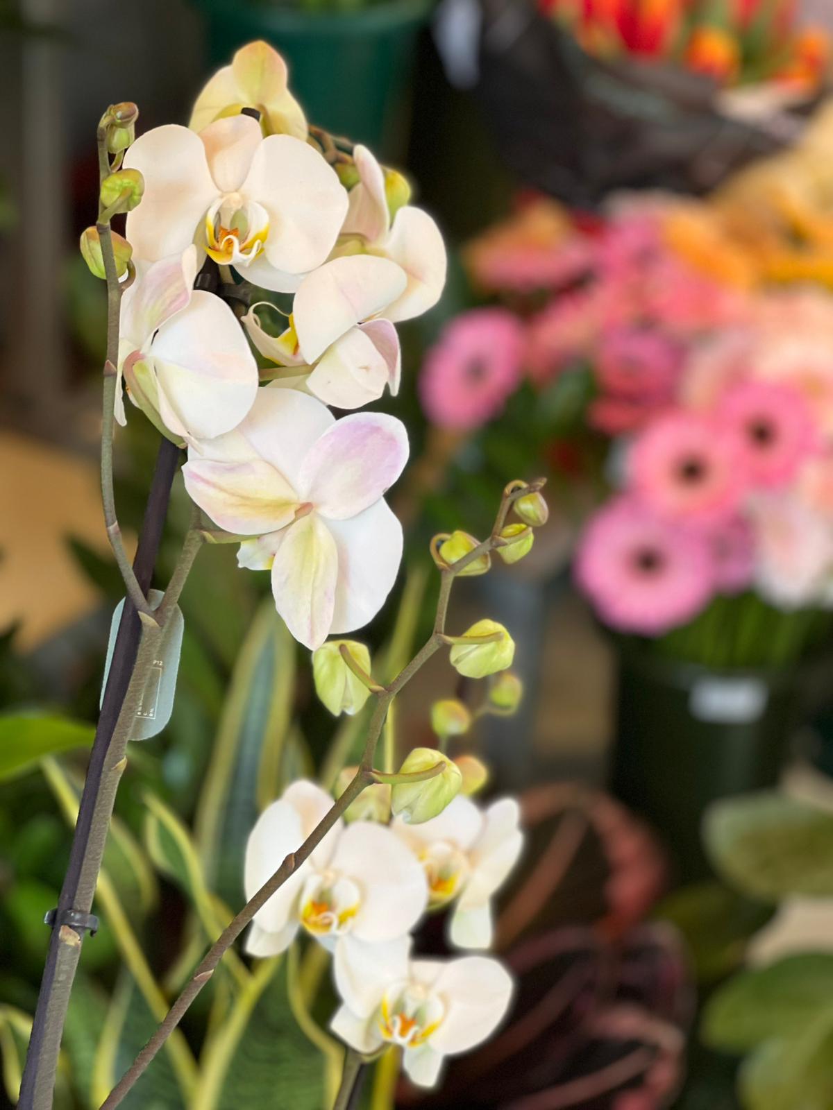 Orchidea Bianca - immagine 2