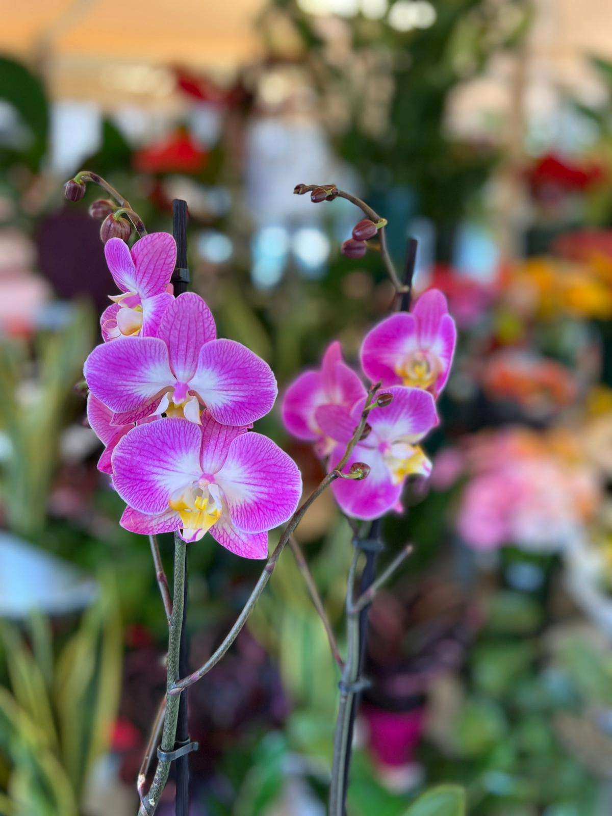 Orchidea viola - immagine 2