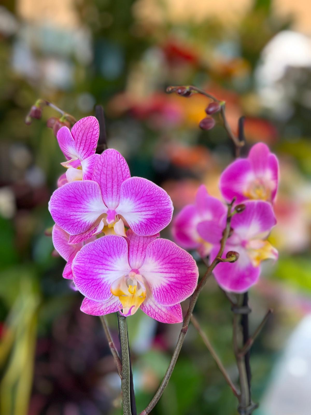 Orchidea viola - immagine 3