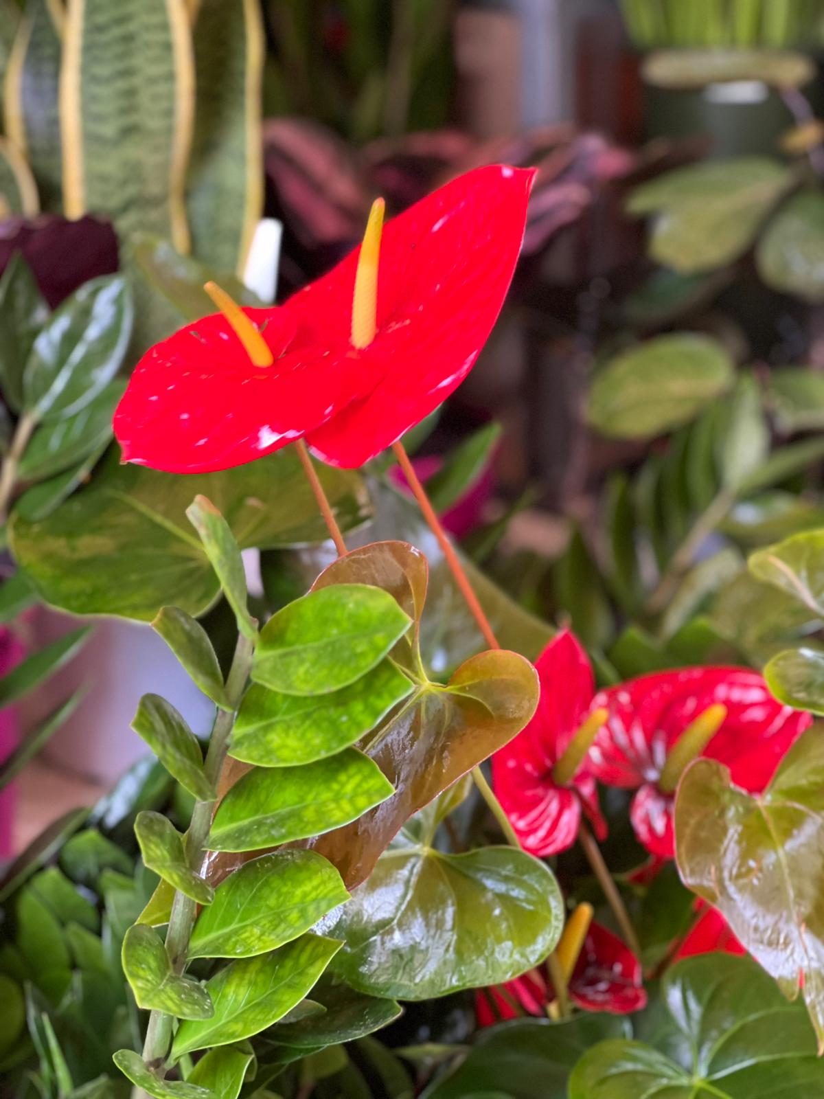 Anthurium - immagine 2