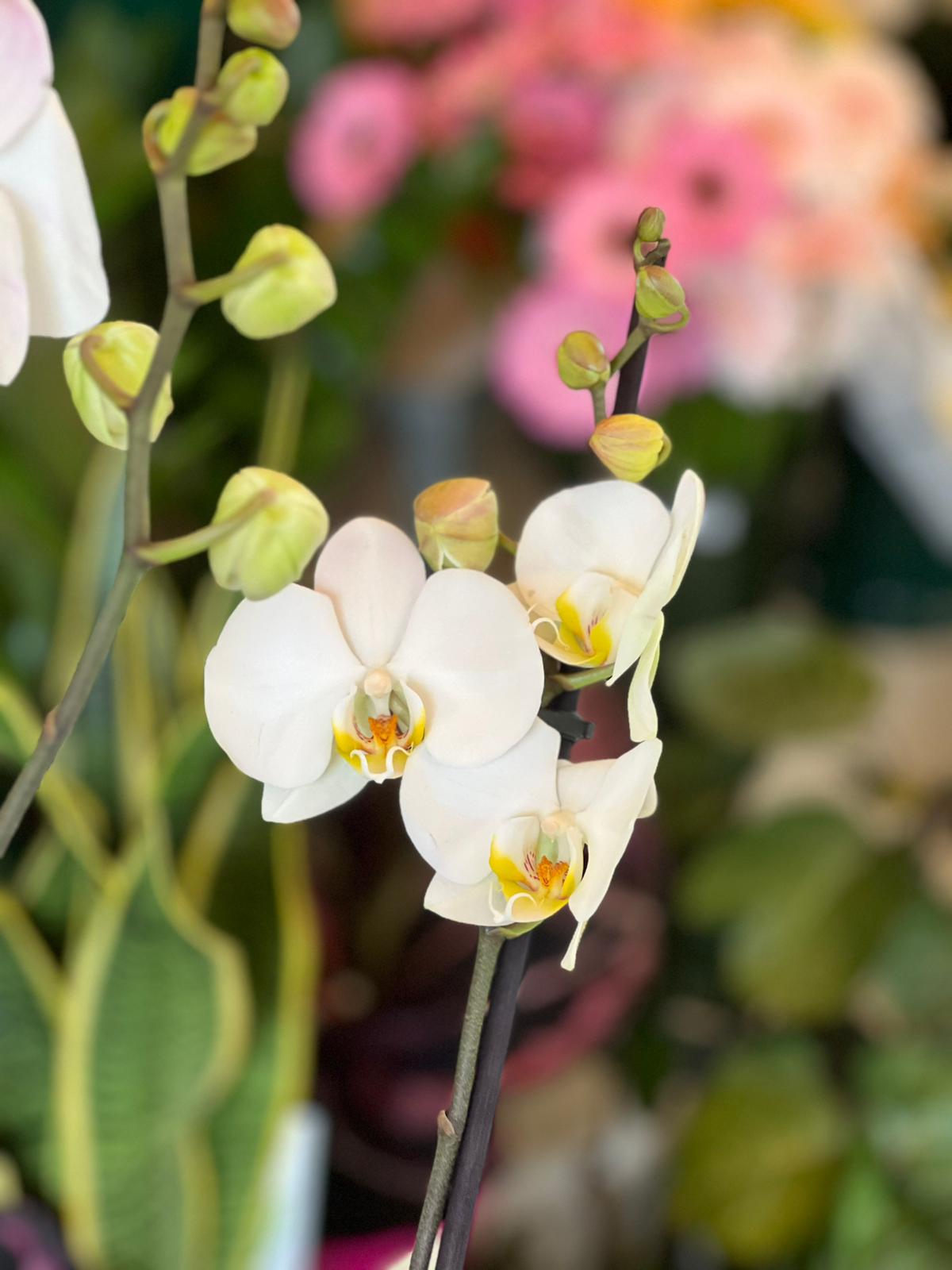 Orchidea Bianca - immagine 3