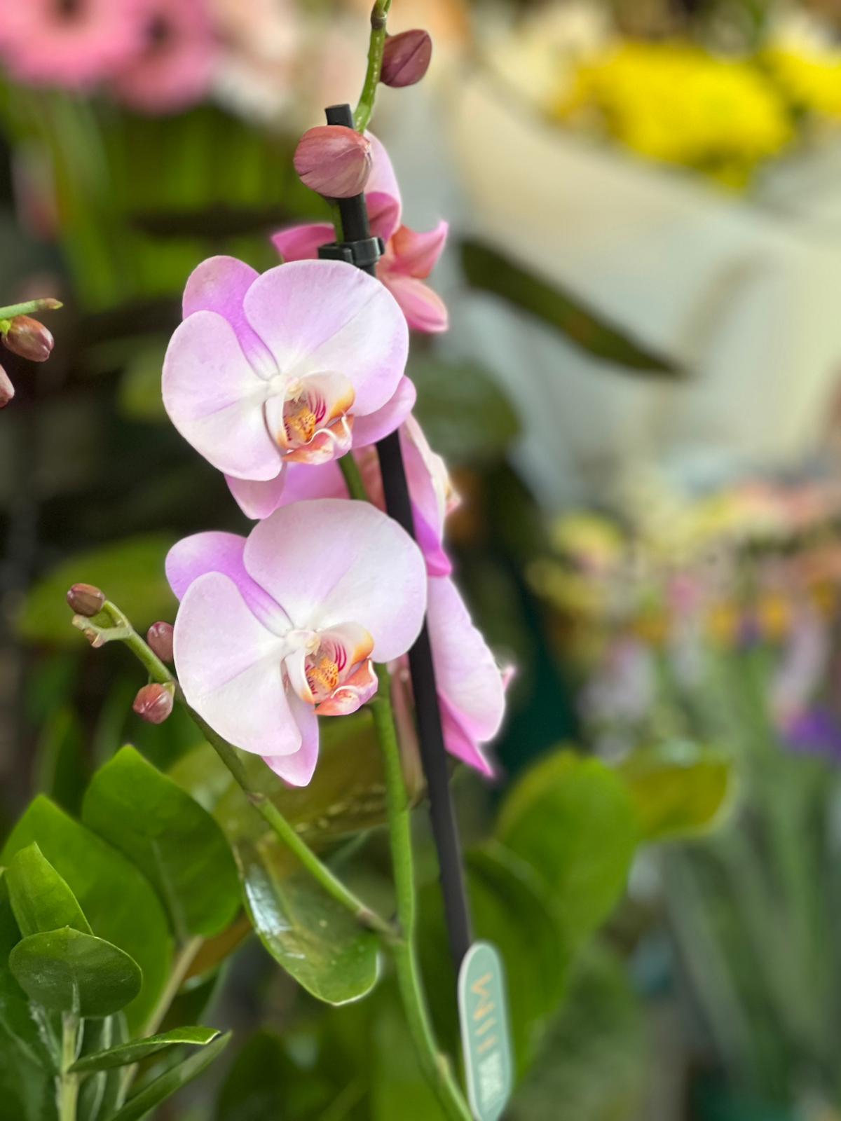 Orchidea Rosa - immagine 2