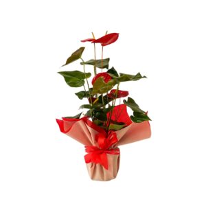 Anthurium
