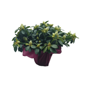 Azalea Bianca
