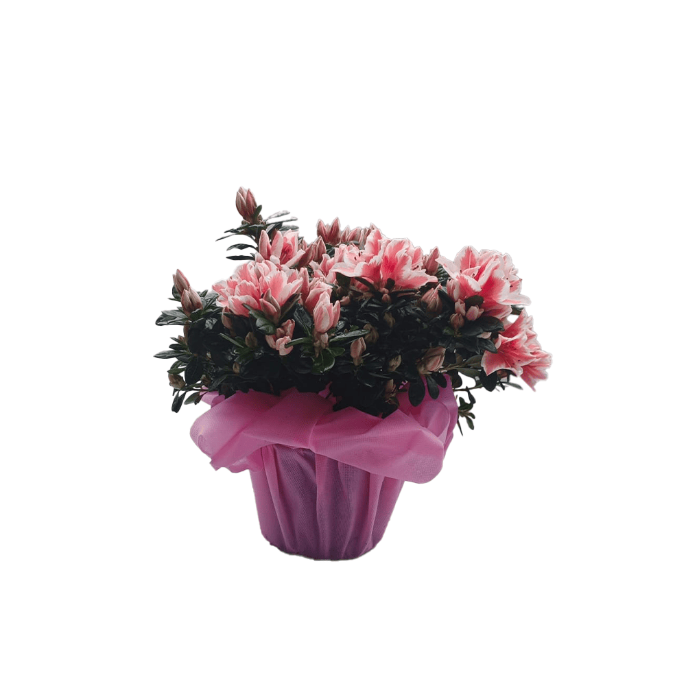 Azalea Rosa