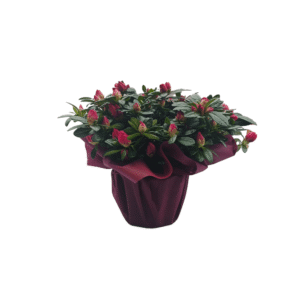 Azalea Rossa