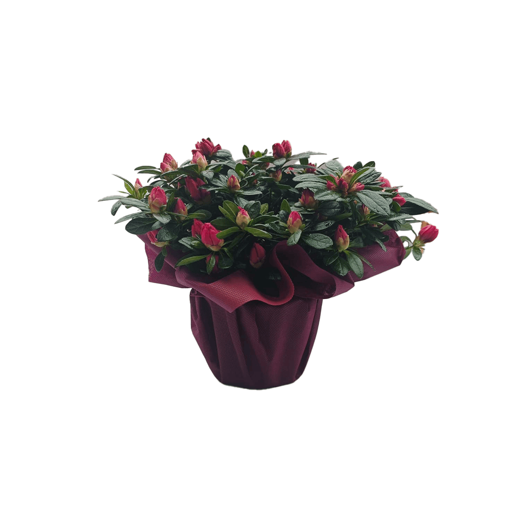 Azalea Rossa
